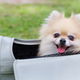 Image for article titled Extremely Good Dog Goes for Walk, Brings Back Bag Filled With Marijuana